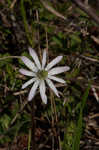 Thimbleweed